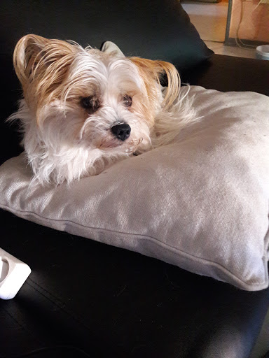 Hundesalon unter Wallenfels, 