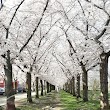 Cherry blossom street Almere buiten