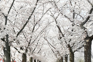 Cherry blossom street Almere buiten