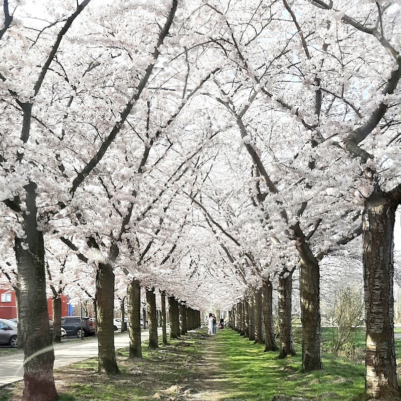 Cherry blossom street Almere buiten