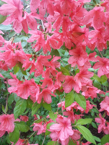 Heritage Museum «Heritage Museums & Gardens», reviews and photos, 67 Grove St, Sandwich, MA 02563, USA