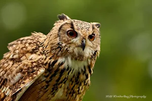 Owl & Bird Of Prey Sanctuary image