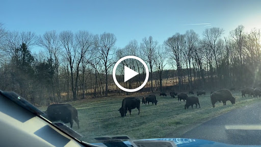 Nature Preserve «Elk and Bison Prairie», reviews and photos, Elk & Bison Prairie Rd, Golden Pond, KY 42211, USA