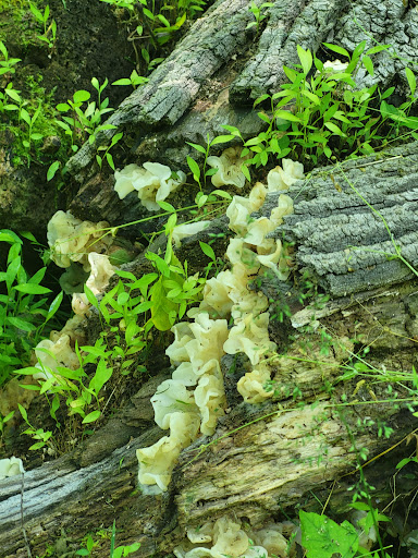 Nature Preserve «Cool Spring Preserve», reviews and photos, 1469 Lloyd Rd, Charles Town, WV 25414, USA