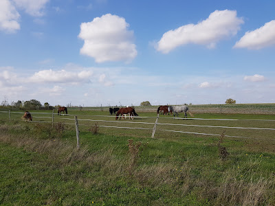 Les Ecuries de Montifray - Poney Club, Stages, Pensions, Arts Equestre à Dolus-le-Sec
