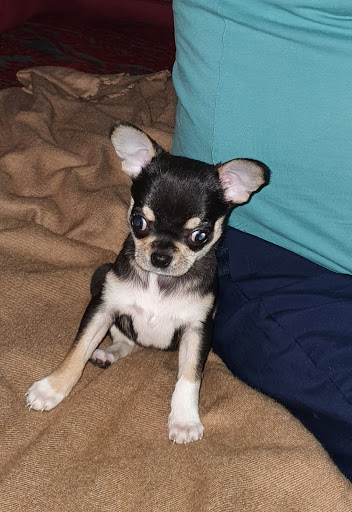 Bofarull Veterinaris en Tarragona