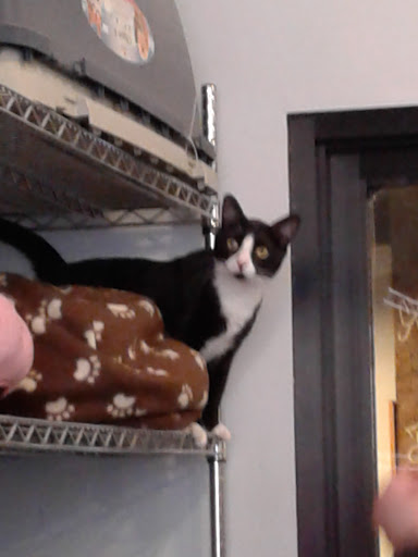 Pet Store «Bushy Tails», reviews and photos, 1087 Flushing Ave, Brooklyn, NY 11237, USA