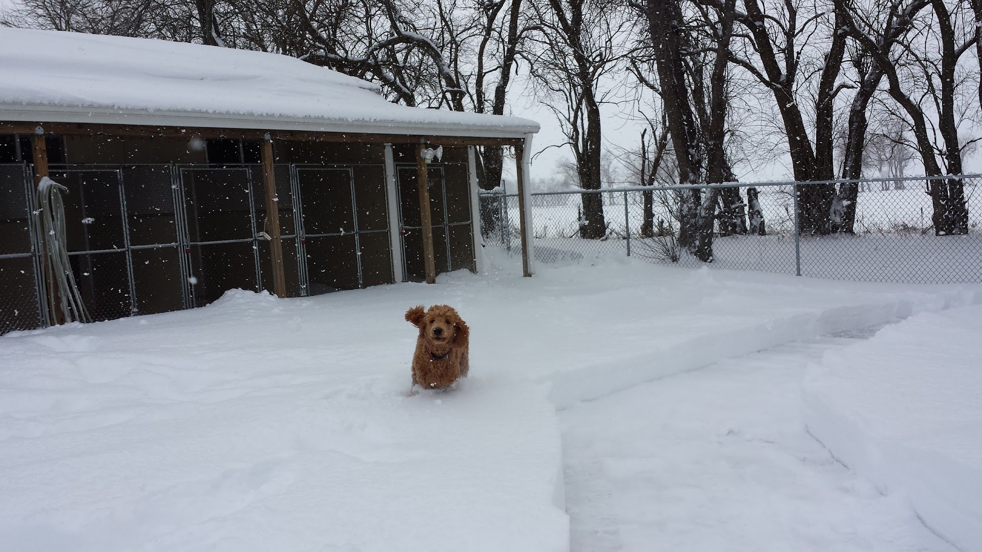 Bed & Biscuit Pet Resort - Westville Indiana