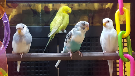 Pet Supply Store «PetSmart», reviews and photos, 17651 Colima Rd, City of Industry, CA 91748, USA