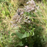 Photo n°5 de l'avis de Andrea.r fait le 06/08/2022 à 15:13 sur le  Schaumberg Alm à Tholey