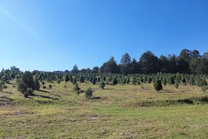 Bosque de los Arboles de Navidad image