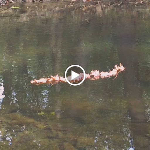 Nature Preserve «Harms Woods», reviews and photos, Harms Rd, Glenview, IL 60025, USA