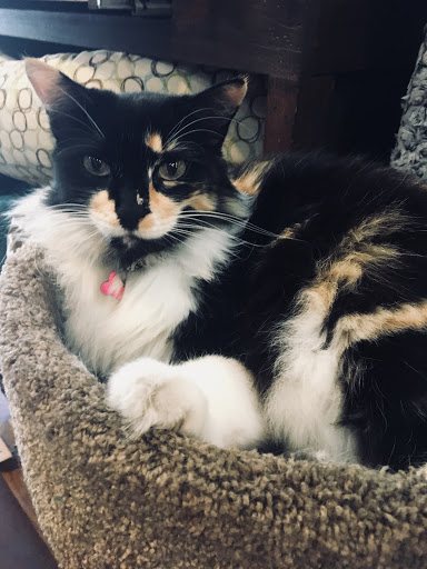 Pet Supply Store «Pet Foods Market & Supplies», reviews and photos, 1816 N Sepulveda Blvd, Manhattan Beach, CA 90266, USA