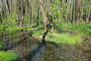 Rezerwat przyrody Olszynka Grochowska image
