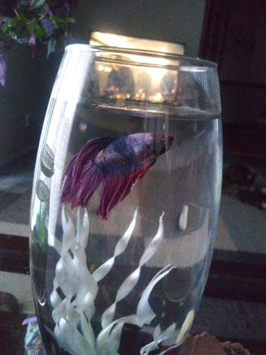 Pet Supply Store «Pet Supplies Plus», reviews and photos, 100 Mall Dr, Steubenville, OH 43952, USA