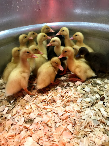 Home Improvement Store «Tractor Supply Co.», reviews and photos, 4601 E Grand River Ave, Howell, MI 48843, USA