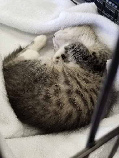 Pet Supply Store «At Your Services Pet Supplies», reviews and photos, 55 S Valle Verde Dr #300, Henderson, NV 89012, USA