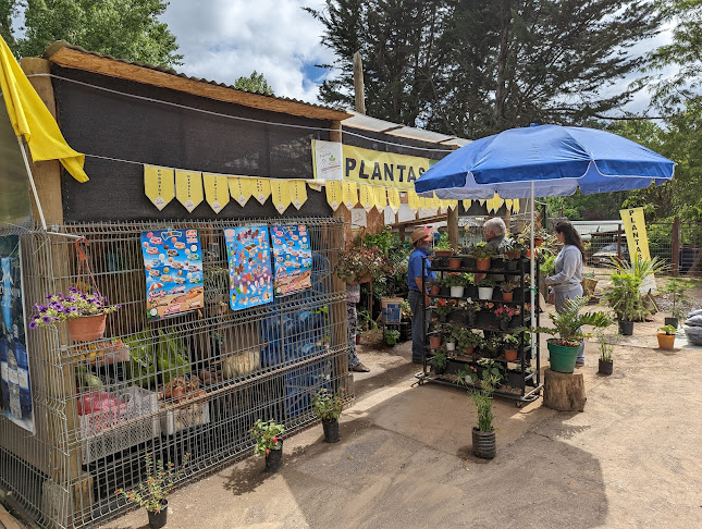 Plantas para tu huerta