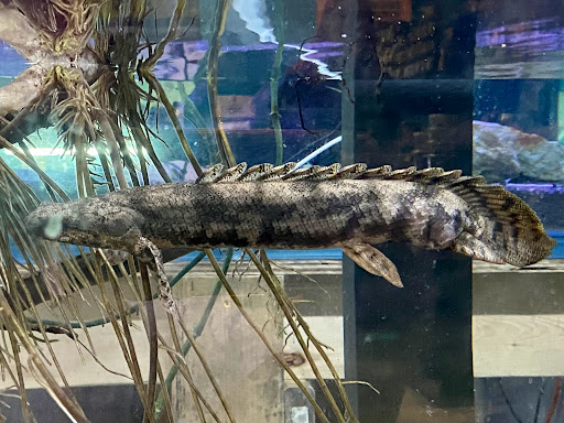 Aquarium «Skoolz of Fish», reviews and photos, 1503 Chamberlayne Ave, Richmond, VA 23222, USA