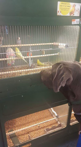 Pet Supply Store «Pet Supplies Plus», reviews and photos, 3100 Manchester Rd, Akron, OH 44319, USA
