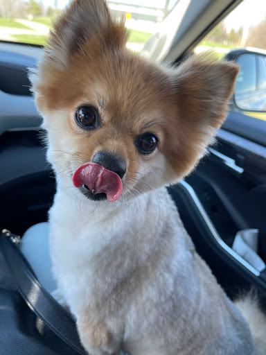 Pet Supply Store «PetSmart», reviews and photos, 350 Fifth St, Oswego, IL 60543, USA