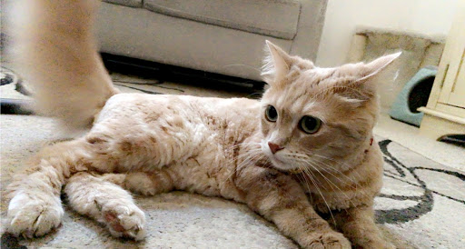 On The Spaw Pet Grooming Salon image