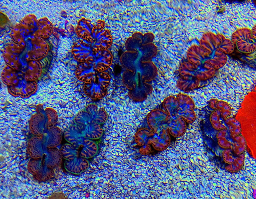 Tropical Fish Store «Arizona Custom Aquariums», reviews and photos, 3817 N Oracle Rd #A, Tucson, AZ 85705, USA