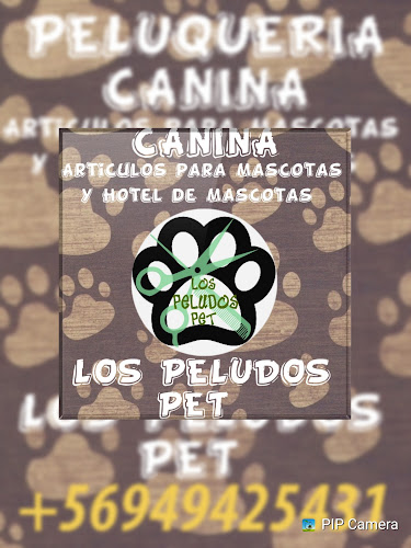 Opiniones de PELUQUERIA CANINA & ARTICULOS MASCOTAS-HOTEL DE MASCOTAS "Los peludos pet" ancud en Ancud - Peluquería