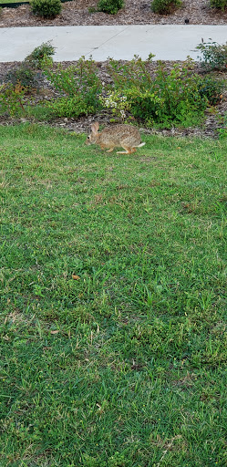 Park «The Crape Myrtle Trails of McKinney», reviews and photos, 6452 Collin McKinney Pkwy, McKinney, TX 75070, USA