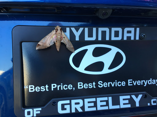 Hyundai Dealer «Hyundai of Greeley», reviews and photos, 4533 W 29th St, Greeley, CO 80634, USA