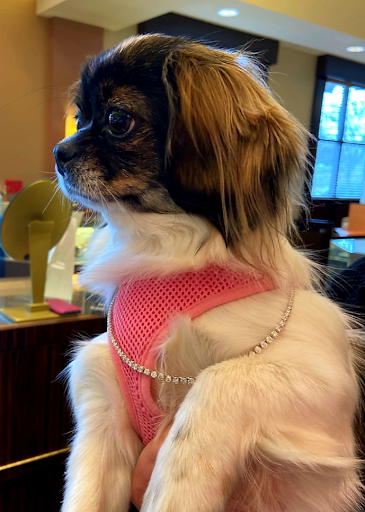 Jewelry Store «Jared The Galleria of Jewelry», reviews and photos, 4 S Tunnel Rd, Asheville, NC 28805, USA