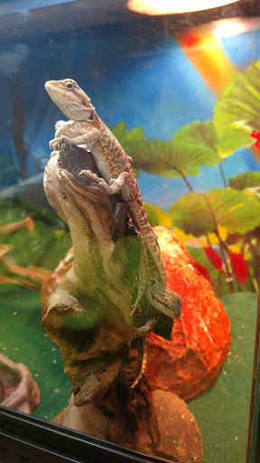 Pet Store «Rockstar Pets», reviews and photos, 215 N Main St, Tooele, UT 84074, USA