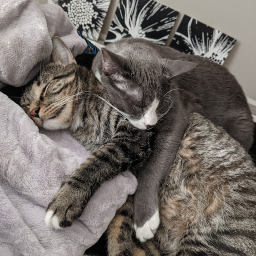 Pet Supply Store «At Your Services Pet Supplies», reviews and photos, 55 S Valle Verde Dr #300, Henderson, NV 89012, USA