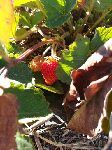 Produce Market «Berry Patch Farms», reviews and photos, 13785 Potomac St, Brighton, CO 80601, USA