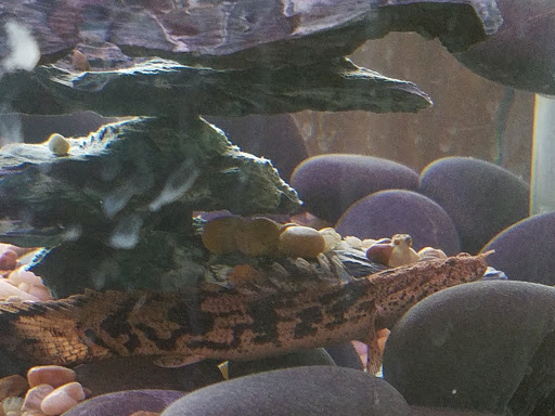 Tropical Fish Store «somethingFISHY», reviews and photos, 1977 Alafaya Trail #1091, Oviedo, FL 32765, USA