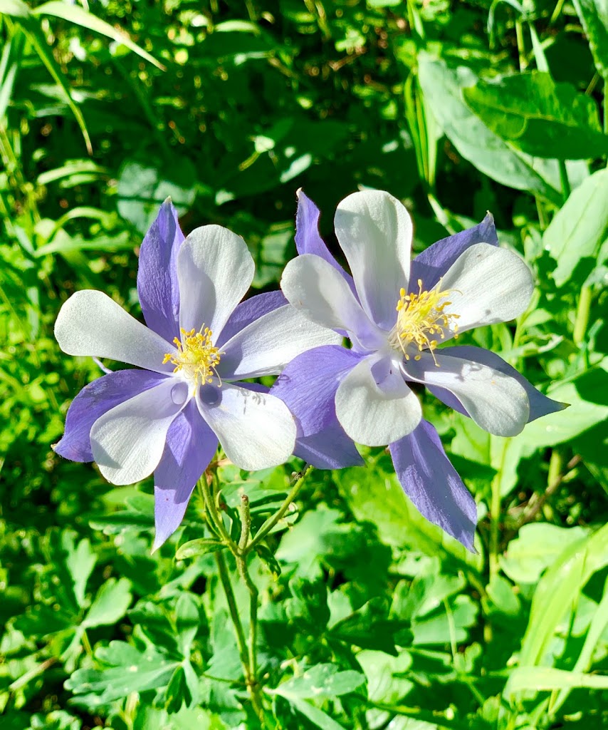 Mountain Living Body Spa 81631