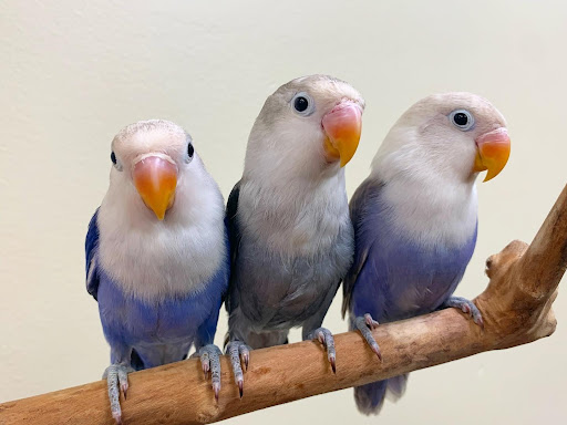 Bird Shop «Paterson Bird Store», reviews and photos, 13 Furler St # 1, Totowa, NJ 07512, USA