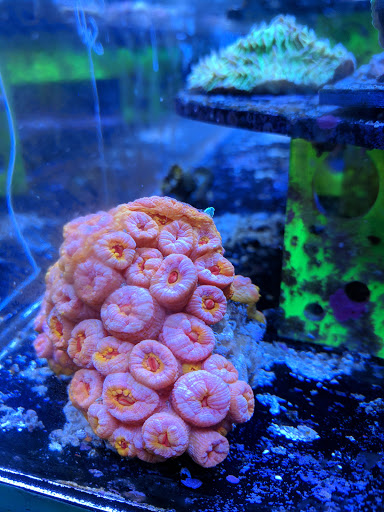 Salt And More Saltwater Specialty Store, 2819 34th St, Lubbock, TX 79410, USA, 