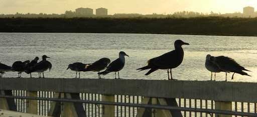 Marina «Fort Pierce City Marina», reviews and photos, 1 Avenue A, Fort Pierce, FL 34950, USA