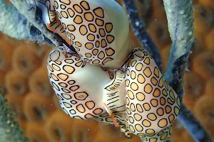 Culebra Divers image