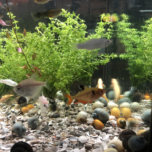 Pet Store «Land And Sea Exotic Pets», reviews and photos, 785 Seaboard Dr Ste 202, Dallas, GA 30132, USA