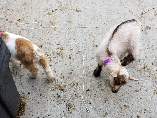 Farm «Goat Milk Stuff», reviews and photos, 76 S Lake Rd N, Scottsburg, IN 47170, USA
