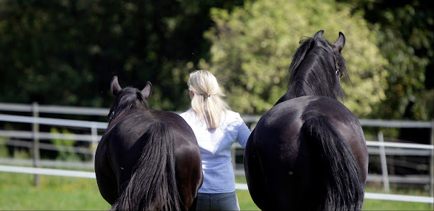 Pferdegestütztes Coaching & Akademie Alexandra Lohr 