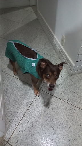 Logo da empresa - Petz Pituba