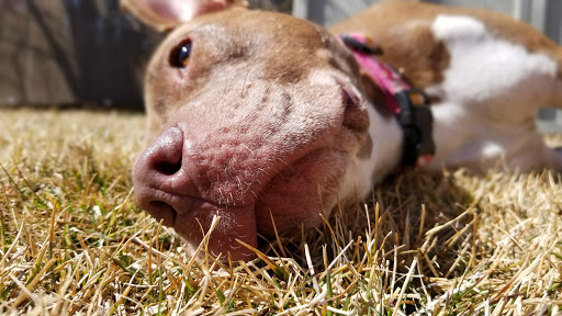 Pet Supply Store «Petco Animal Supplies», reviews and photos, 4751 W 29th St, Greeley, CO 80634, USA