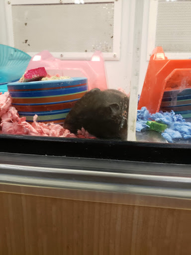 Pet Supply Store «Petco Animal Supplies», reviews and photos, 190 Quality Dr, Hooksett, NH 03106, USA