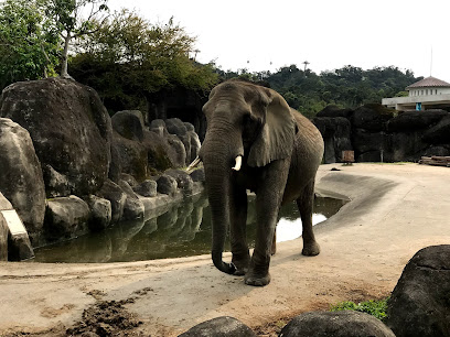 台北市立动物园非洲象区