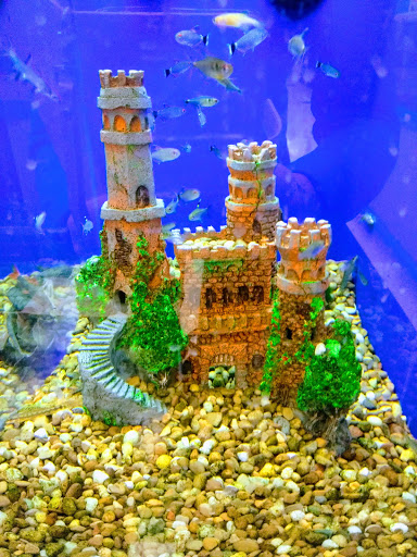 Pet Supply Store «Pet Supplies Plus», reviews and photos, 1433 E Main St, Owosso, MI 48867, USA