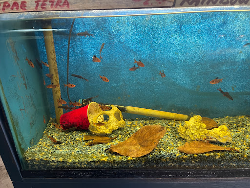 Gift Shop «Asia Gifts & Aquarium», reviews and photos, 763 S 38th St, Tacoma, WA 98418, USA