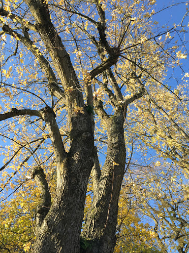 Park «Dawson Park», reviews and photos, 2926 N Williams Ave, Portland, OR 97227, USA